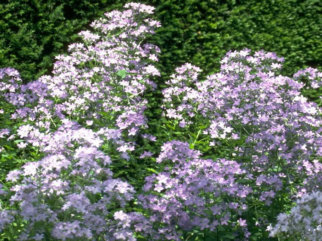 flowers_1024