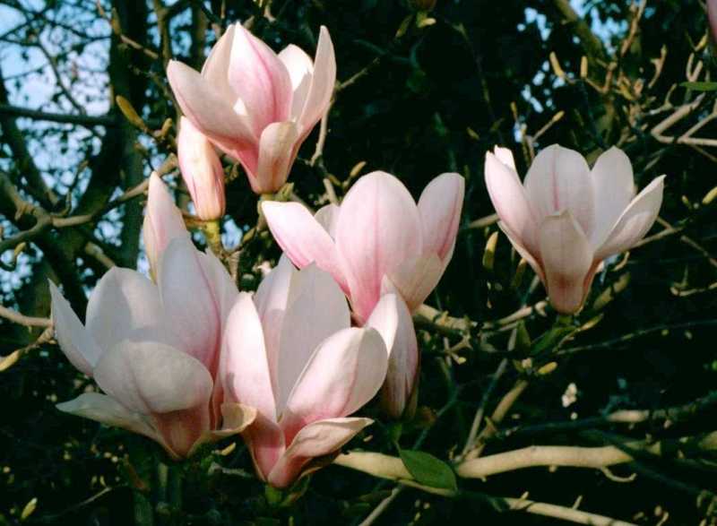 Magnolia-x-soulangiana